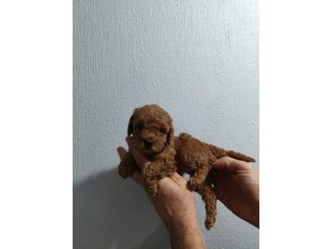 Güzel poodle kızımız