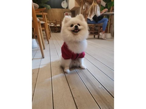 Pomeranian erkek 3 yaşında eşleşme deneyimli