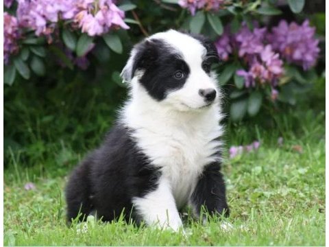 Border collie ırkının en güzelleri