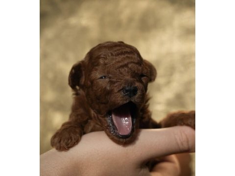 Red brown renk teacup erkek yavrular