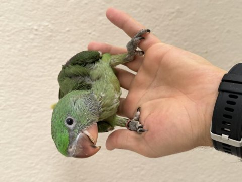El besleme kapalı bebek alexander papağanları