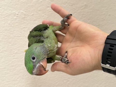 El besleme kapalı bebek alexander papağanları