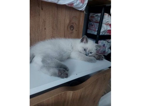 Oyuncu yavru kediler yuva arıyor
