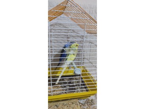 1 tane jumbo 1 tane şov ve 1 tane normal mavi muhabbet kuşu