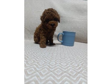 Tea cup boyutlarda kore poodle bebeklerimiz