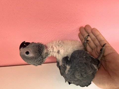 Harika bebek jako papağanı