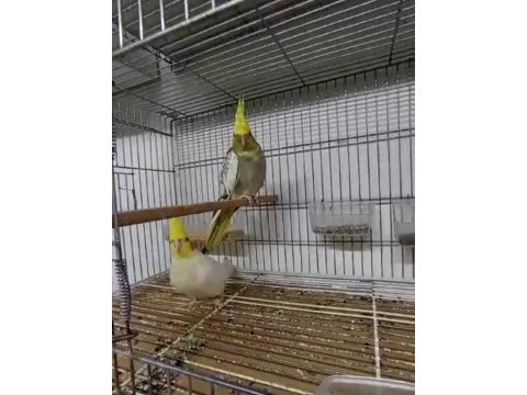 Takım sultan papağanları