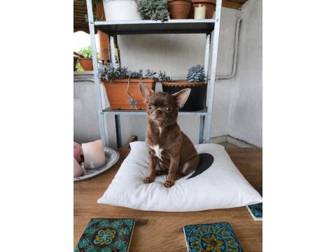 Özel lila renk 1 yaşında dişi chihuahua