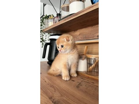 Yavru kediler teslime hazır