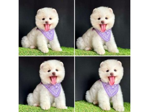 Güzeller güzeli pomeranian yavrularımız