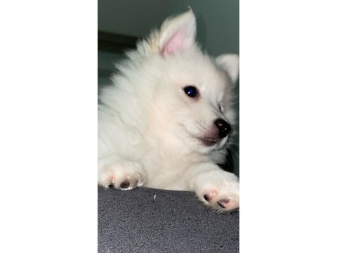 A kalite beyaz pomeranian spitz