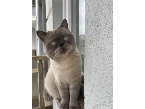 Acil ücretsiz sahiplendirilecek british shorthair kedisi