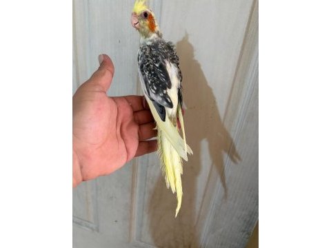 54 günlük kusursuz sultan bebek