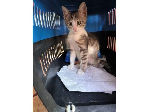Veteriner kliniği ücretsiz kedi sahiplendirme