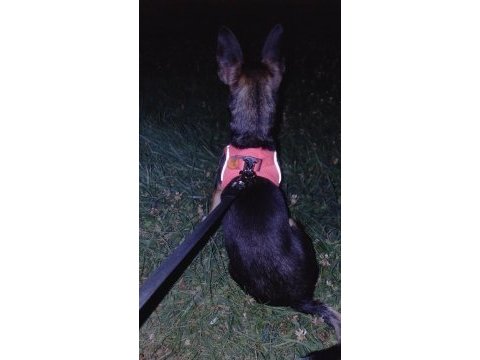 Şivava köpeğimiz mila ya güzel bir yuva