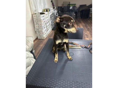 Pinscher temel itaat eğitimi mevcuttur
