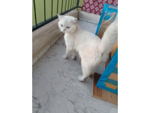 1 çift british shorthair