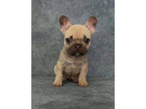 Güzeller güzeli minik french bulldog yavrumuz