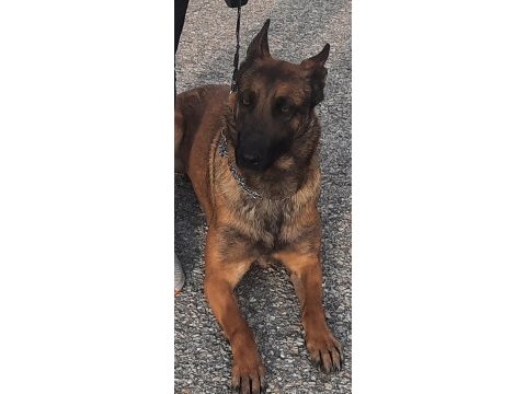 Belgian malinois orjinal çok güzel siyah renkleri
