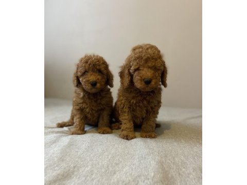 Safkan red toy poodle erkek kardeşler