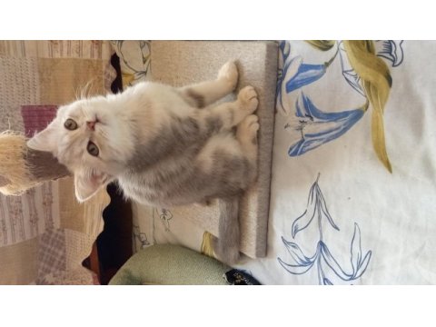Güzeller güzeli dişi kedilerimize yuva arıyoruz