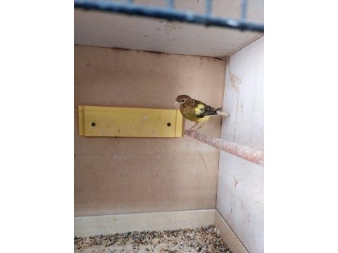 Erkek dişi kanaryalar ötümlüdür