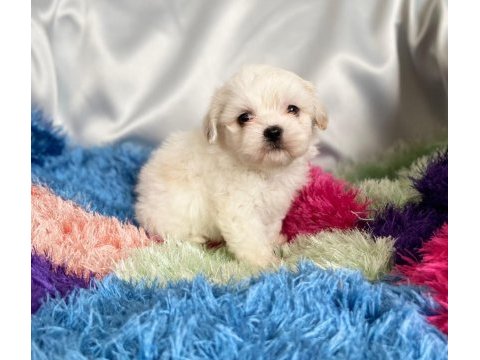 Kaymak shih-tzu bebişler (şitsu)