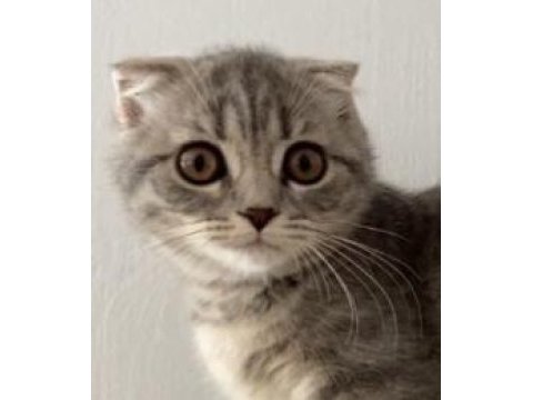 4 nisan doğumlu dişi scottish fold
