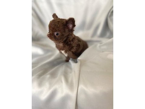 Çikolata chihuahua bebişler