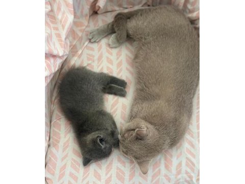 British shorthair kedimiz sahiplendirilecektir
