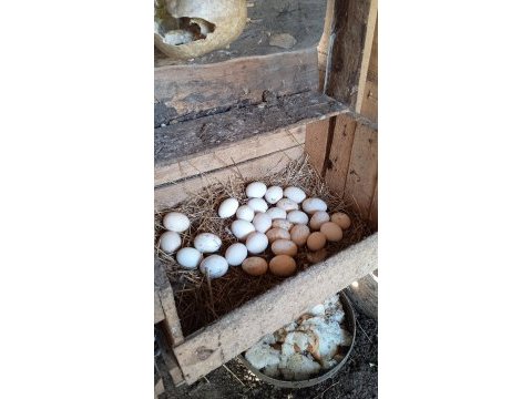 Kuluçkalık süs tavuğu yumurtası