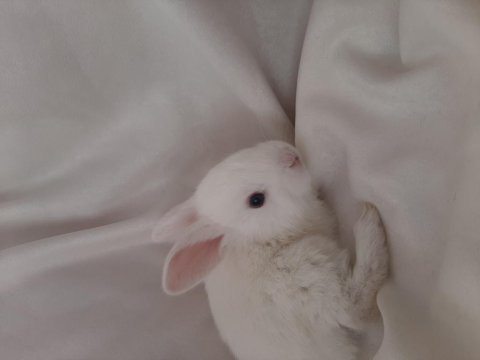 Beyaz yavru tavşanlar