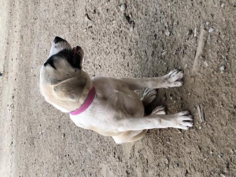 Kangal yavrular var elimde