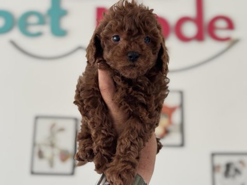 Ruhsatlı çiftlikde ziyarete açık toy poodle yavrular