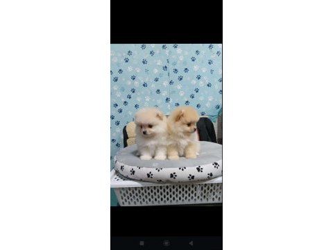 Pomeranian boo yavrular