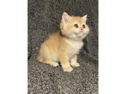 Anne baba şecereli golden ny12 safkan british shorthair