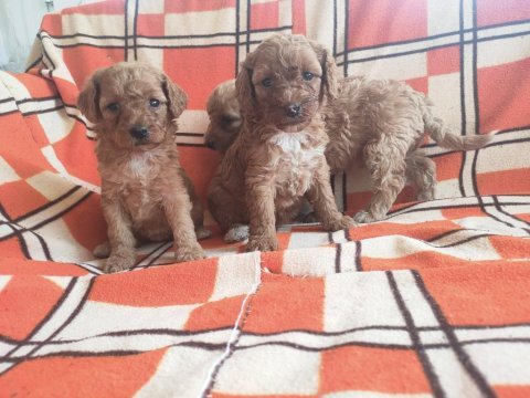 A kaliteli toy poodle yavrularımız