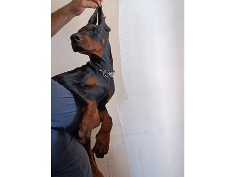 A scr doberman yavruları
