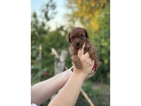 Erkek kuyruksuz kore teacup poodle