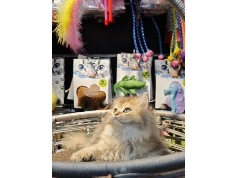 British longhair ny25 anne baba safkan yavrumuz dişi