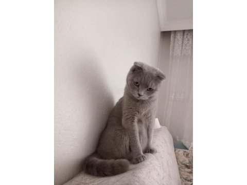 Evcil scottish fold kedimiz