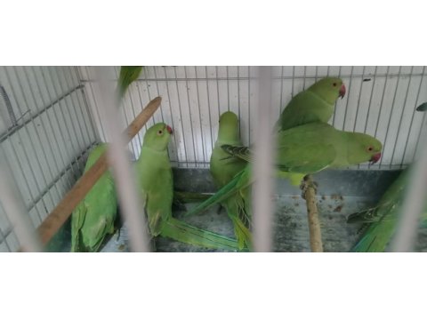 Antalya papağan üretimi bebek pakistanlar