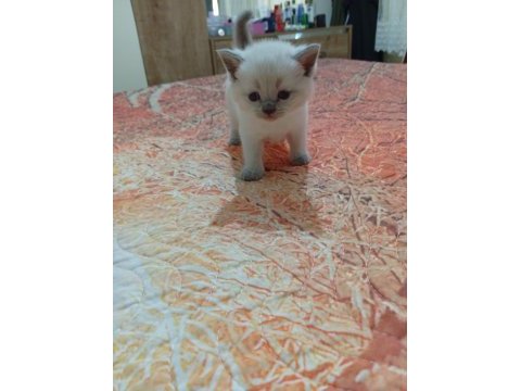 5 adet yavru british shorthair