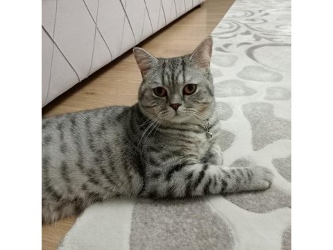 1 yaşında erkek british shorthair