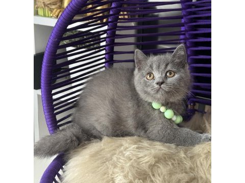 Safkan british shorthair yavru