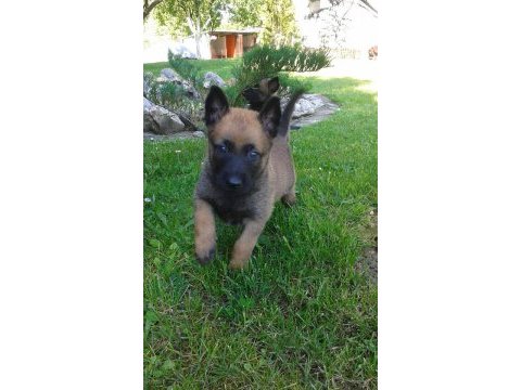 Belçika malinois yavruları