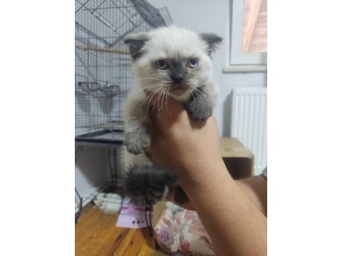50 günlük scottish fold bebişler
