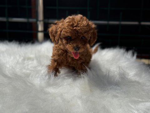 Ankaranın en seçkin redbrown toy poodle yavruları