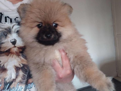 Pomeranian bebek köpeğimiz