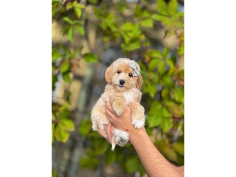 Daha güzeli olmayan kore maltipoo yavrularımız